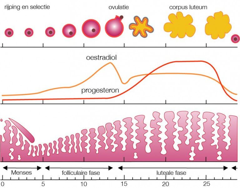 Daling van oestrogeen