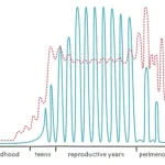 De drie fases van de perimenopauze – en wat er in je lichaam en brein gebeurt